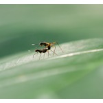 &ldquo;アリの交尾&rdquo;で大惨事、村のインターネットが1週間ダウン