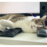 猫は&ldquo;飼い主の在宅&rdquo;にストレス