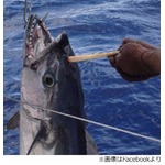 角がある&ldquo;ユニコーンマグロ&rdquo;、釣り上げたら驚きの見た目にビックリ。