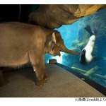 動物園内を散歩するゾウ、アシカに&ldquo;挨拶&rdquo;