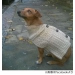 火事から3人の命救ったわんこ、燃える家の中で寝ている飼い主ら起こす。