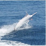 【写真】全身&ldquo;真っ白&rdquo;な珍しいカジキ、コスタリカ沖で激写される。