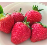 イチゴに&ldquo;認知症とうつ&rdquo;の予防効果あり