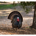 &ldquo;クリスマス用の七面鳥&rdquo;に史上初の鳥インフルエンザワクチン接種