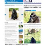 引き離された&ldquo;恋人&rdquo;探すサル、巧みなテクで動物園の檻を2度抜け出す。