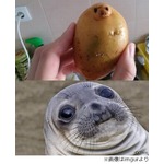 アザラシそっくりのジャガイモ、「食べちゃうの？」「私に似てる&hellip;」。