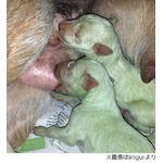 「緑の子犬」産まれ飼い主仰天、&ldquo;ハルク&rdquo;と呼ばれ欧米で話題に。