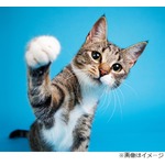 猫が&ldquo;心臓発作の飼い主&rdquo;叩き起こして救う
