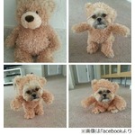 テディベア風のてくてくワンコ、ハロウィーン仮装に「かわいい」の声。