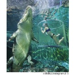 巨大ワニと一緒に泳げるプール、迫力満点すぎる施設の名は&ldquo;死の檻&rdquo;。