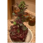 &ldquo;冷蔵庫に半年&rdquo;キャベツの姿、「これは&hellip;」「ボーナス・キャベツ！」。