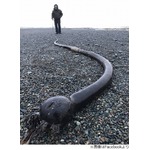 漂着した&ldquo;黒くて長い何か&rdquo;に住民怯える