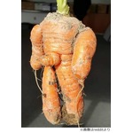 &ldquo;男そのもの&rdquo;ニンジンが話題「なぜ、あそこがあんなに完璧に&hellip;」。