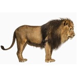 レストランの冷凍庫にライオン、猟犬エサ用も食材と一緒に保管を問題視。