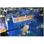 世界初ジンベエザメ繁殖へ始動、沖縄美ら海水族館が&ldquo;謎&rdquo;に挑む。