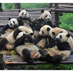 同じに見える&ldquo;パンダの顔&rdquo;、顔認識アプリで解決