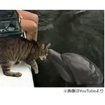 ネコとイルカの触れあい動画が話題に、「萌え死ぬ」など絶賛の声相次ぐ。