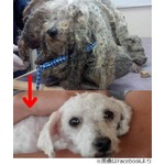 &ldquo;ドレッドヘア過ぎる犬&rdquo;保護、毛を刈ってみたら白いプードルだった。