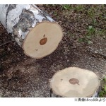 切り倒した木の中に&ldquo;リンゴ&rdquo;