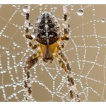 耳の中に蜘蛛の巣「ドラム叩いてるような音が&hellip;」