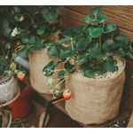 &ldquo;心地良い、遊べる家庭菜園&rdquo;コンセプトの新ブランド