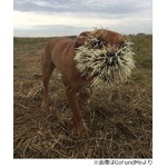 わんこに無数の&ldquo;針&rdquo;が刺さる、ヤマアラシの襲撃受け痛々しい姿に。