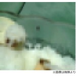 スムージー混入の虫は&ldquo;種&rdquo;？ 店側は「見間違え」主張で徹底抗戦。