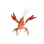 &ldquo;ザリガニに殺された&rdquo;に震撼、食べようと洗浄中にハサミで切られ&hellip;&hellip;。