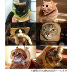 新たな魅力？&ldquo;食パン猫&rdquo;人気、顔に食パンはめた猫写真の投稿続々。