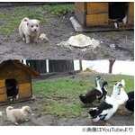 子犬vs.アヒルのエサを巡る戦い、微笑ましい&ldquo;攻防戦&rdquo;シーンが話題に。