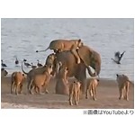 ライオン14頭に襲われた子ゾウ、絶体絶命の危機を捉えた動画が話題に。