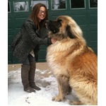 【写真】巨大わんこ&ldquo;レオンベルガー&rdquo;、女性と戯れる写真が話題に。