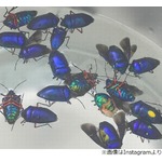 &ldquo;カメムシ食べる女子&rdquo;にこるんに絶賛