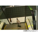 エスカレーターで歩き続ける鳥、&ldquo;上り&rdquo;を下ろうとひたすらてくてく。