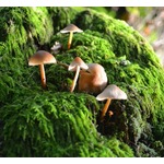 森のキノコたち、&ldquo;おしゃべり&rdquo;してる可能性