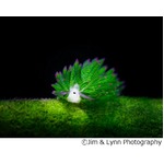 海に棲む&ldquo;葉っぱのヒツジ&rdquo;、ヒツジのようなウシのような見た目が話題。