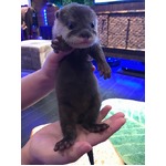 コツメカワウソ&ldquo;ちぃたん☆&rdquo;が観光大使に