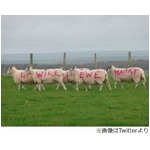 羊の力を借りてプロポーズ成功、体に「僕と結婚してください」ペイント。