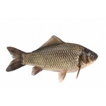 &ldquo;病に効く&rdquo;とフナの生食40年、勧められた夫は「食べたくない」。