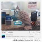 グソクムシ巨大ぬいぐるみ即完、発売日の水族館開館から3時間で。