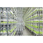 富士通が新商品「レタス」発売、やさい工場で栽培の低カリウムレタス。