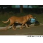 仲間の動物たちにエサ運ぶ犬、毎晩&ldquo;待ち合わせ&rdquo;する女性から受け取る。