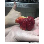 クマみたいなイチゴが話題に、ストロベリーならぬストロ&ldquo;ベアー&rdquo;。