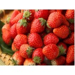 食べ放題でいちごの食べ比べ、上野の「大地の贈り物」が期間限定で。