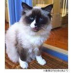 家の値段をつり上げたニャンコ、「猫ごと欲しい」と1,300万円上乗せ。