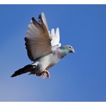 &ldquo;鳩レース&rdquo;で1万羽が行方不明に、帰巣本能失う