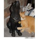&ldquo;犬の彫像&rdquo;猫がハグする理由、死んだ仲間が帰ってきたと思った？