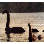 過去50年間で最大規模の&ldquo;ネッシー探索&rdquo;が失敗