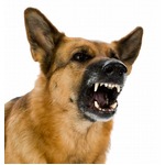 &ldquo;犬は2m以内規定&rdquo;愛犬家反発、傷害事件多発で中国の市が策定。