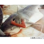 サメの体内から&ldquo;反撃&rdquo;する男、オーストラリアで撮られた1枚に賛否。